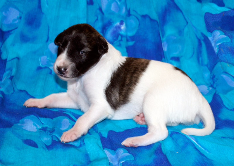 Surf Spots - Boy 2 Left